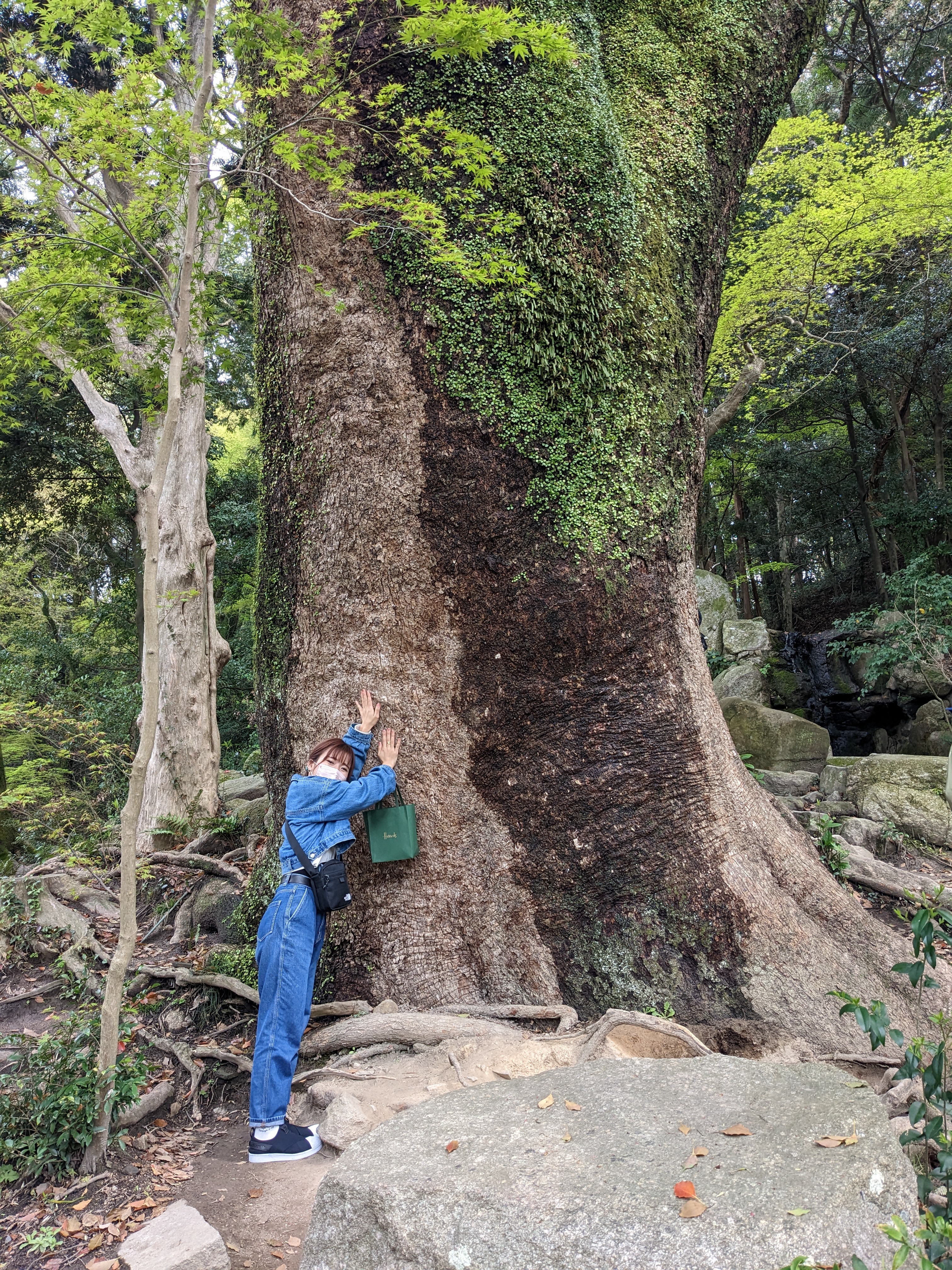 福岡　グルメ　旅行　寺　太宰府　南蔵院　世界遺産　楽天トラベル　高円寺