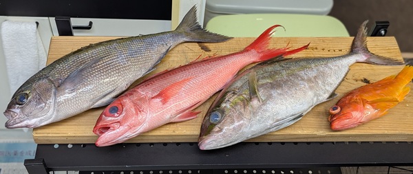 大和アクタス 不動産 釣り部 大量 海釣り 高円寺 杉並